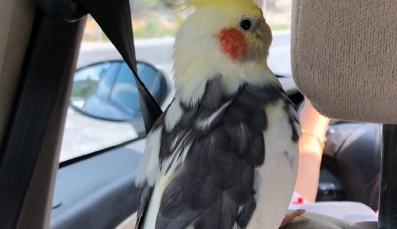 Cockatiel birds in Oklahoma