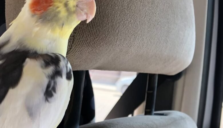 Cockatiel birds for sale in Illinois