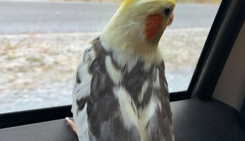 Cockatiel birds for sale in New Jersey