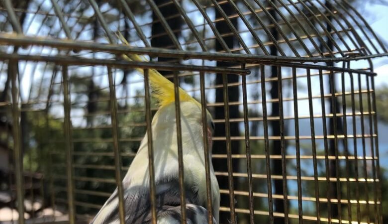 Cockatiel birds for sale in Kentucky