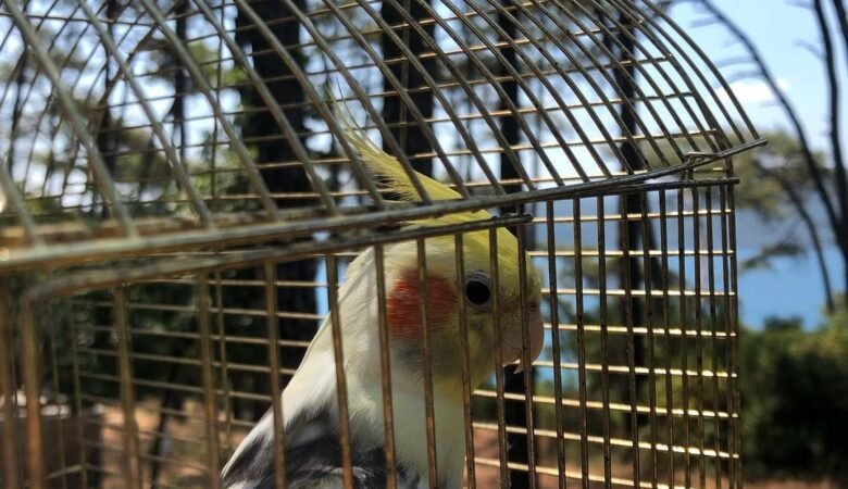 Cockatiel birds for sale in Mississippi