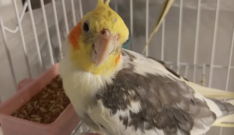 Cockatiel birds for sale in Montana