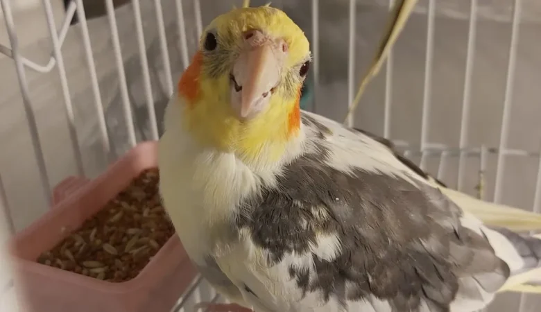 Cockatiel birds for sale in Nebraska