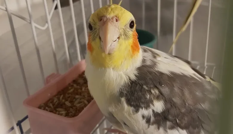 Cockatiel birds for sale in Missouri