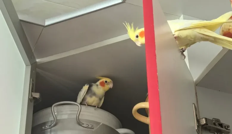 Cockatiel birds for sale in Michigan