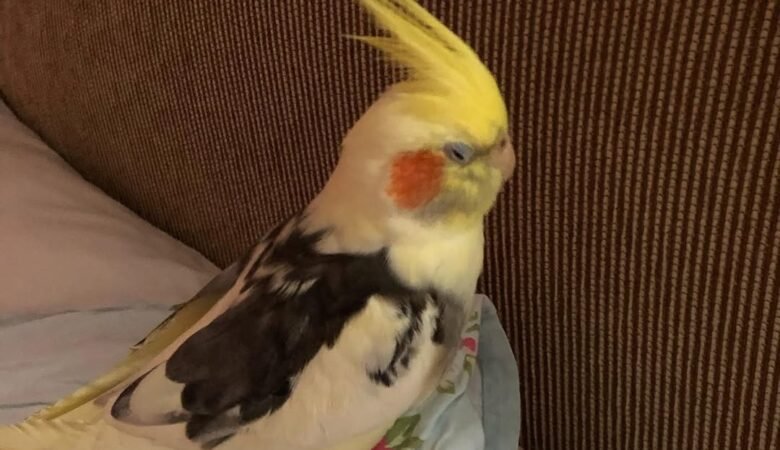 Cockatiel birds in Alabama