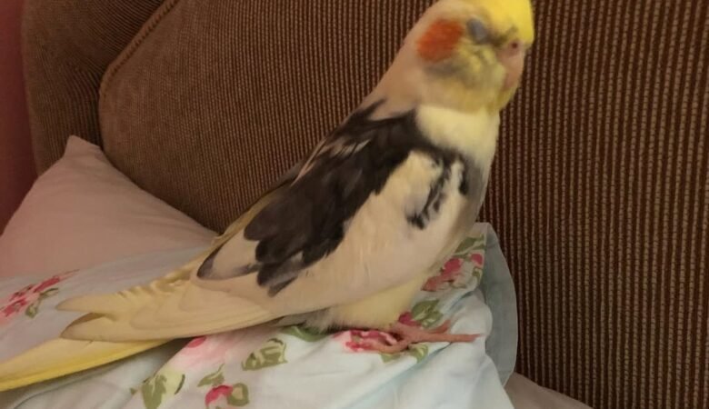 Cockatiel birds in Georgia