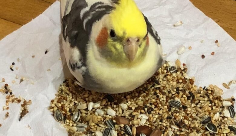 Cockatiel birds in Connecticut