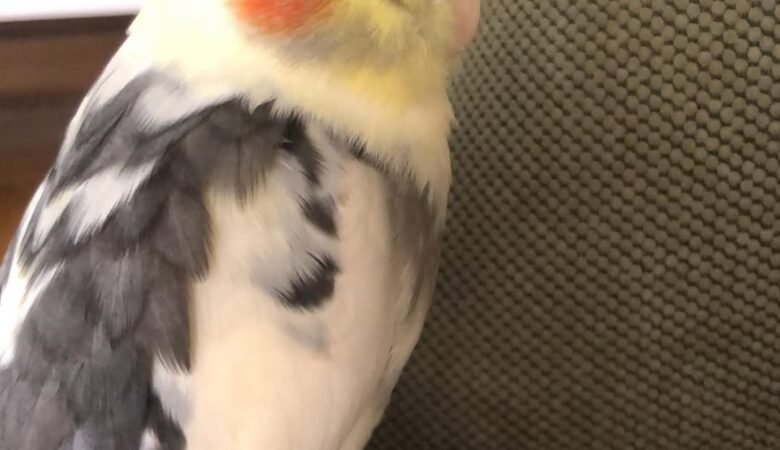Cockatiel birds in Hawaii