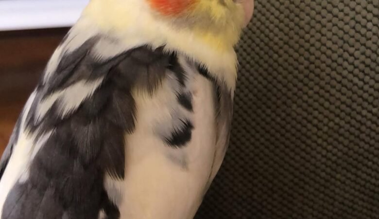 Cockatiel birds in Kentucky