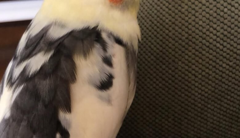 Cockatiel birds in Missouri