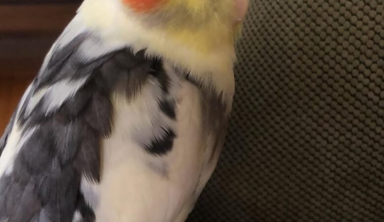 Cockatiel birds in Maine