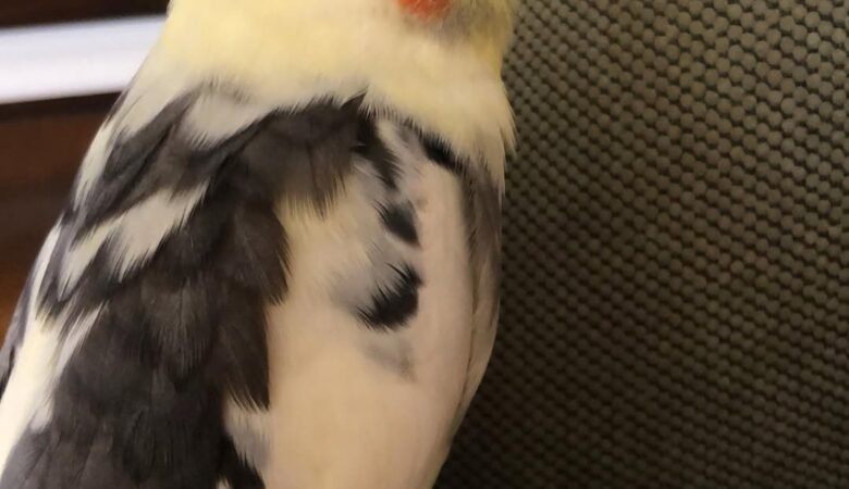 Cockatiel birds in Indiana