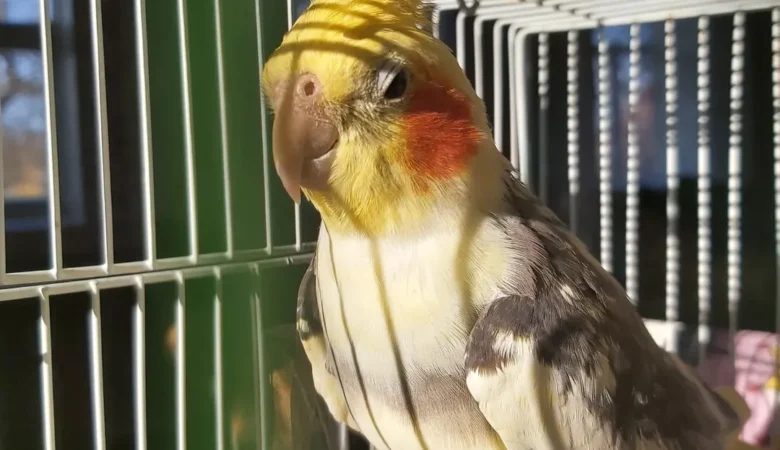 Cockatiel birds for sale in New Mexico