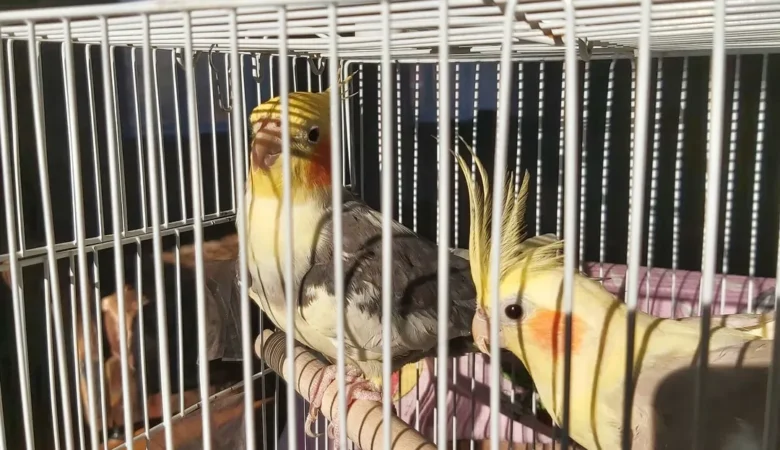 Cockatiel birds for sale in New York