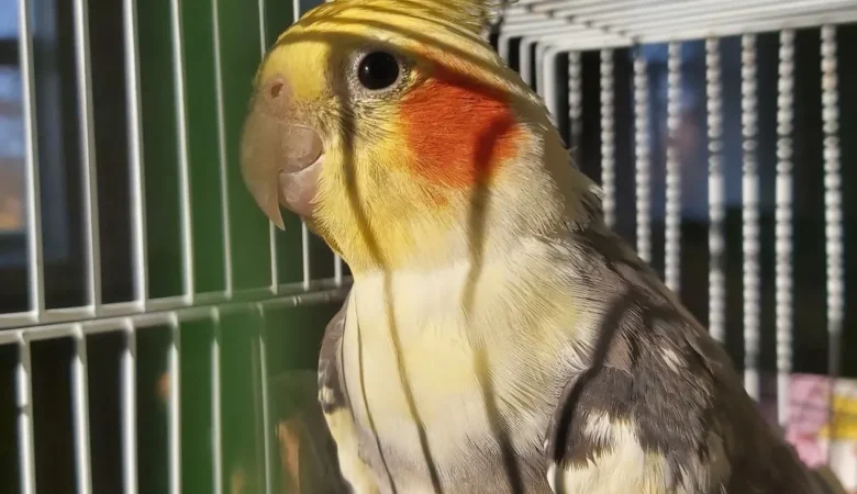 Cockatiel birds in Maryland