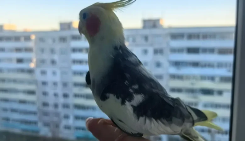 Cockatiel birds for sale in Rhode Island
