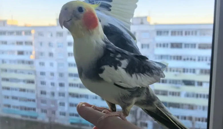 Cockatiel birds for sale in North Carolina