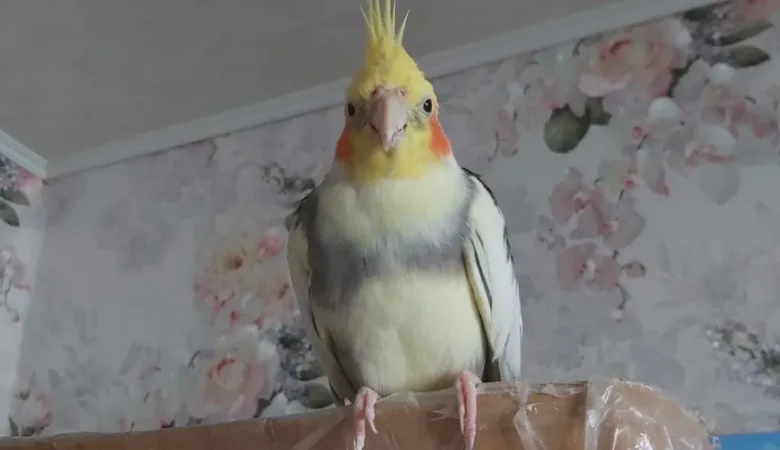 Cockatiel birds for sale in North Dakota