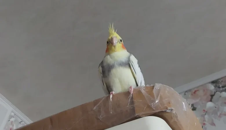 Cockatiel birds for sale in Pennsylvania