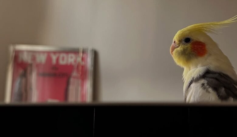 Cockatiel birds for sale in Oregon