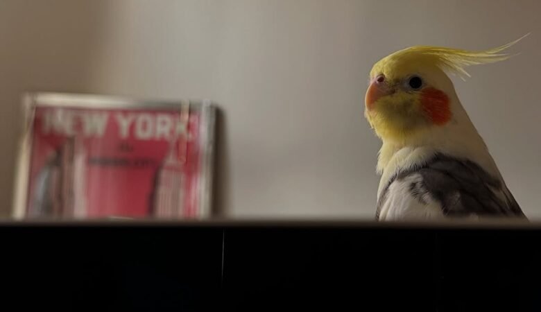 Cockatiel birds for sale in Oklahoma