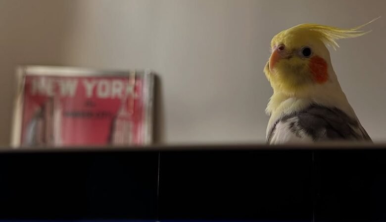 Cockatiel birds for sale in Ohio
