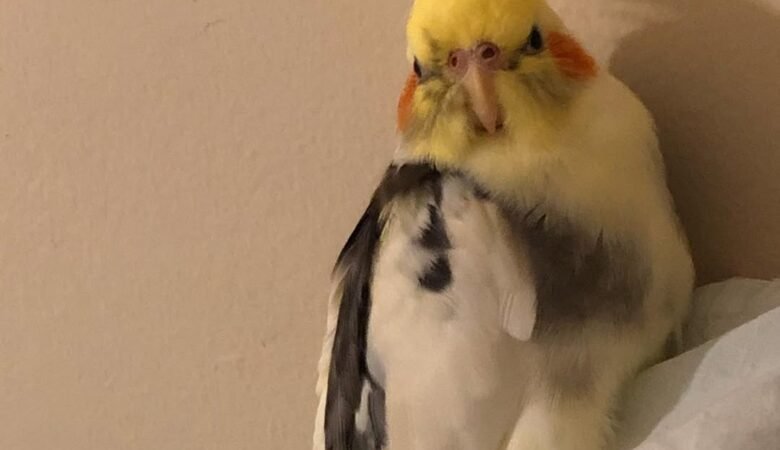 Cockatiels for Sale in Arizona