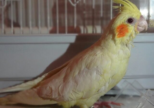 Cockatiels in South Dakota