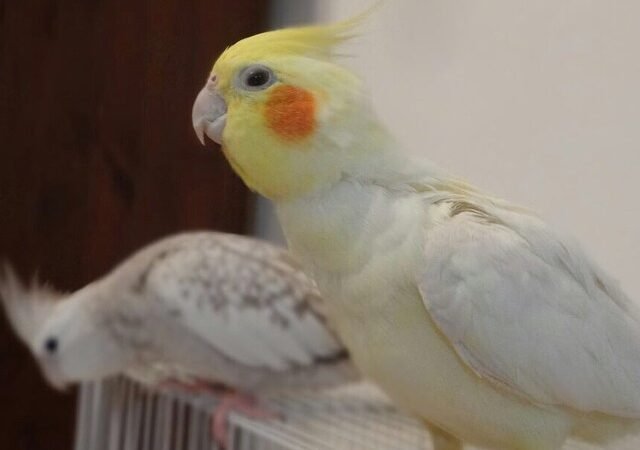 Cockatiels in Wisconsin