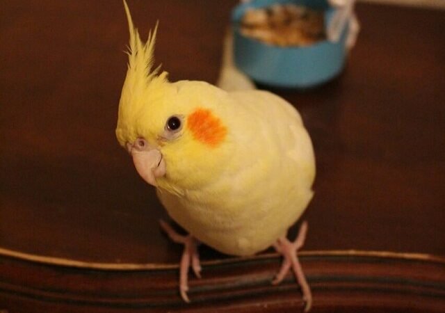 Cockatiels in West Virginia