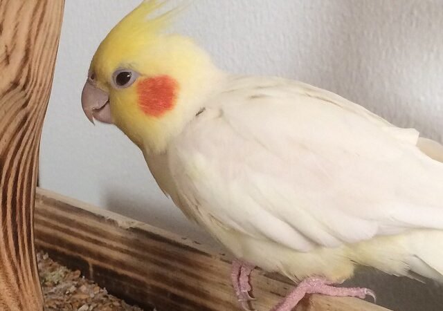 Cockatiels in Vermont