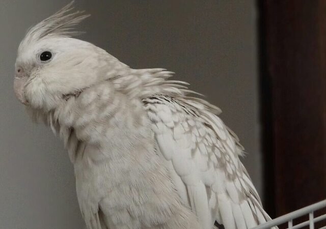 Cockatiels in Texas
