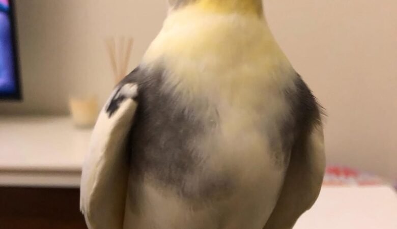 Cockatiel birds for sale in Delaware