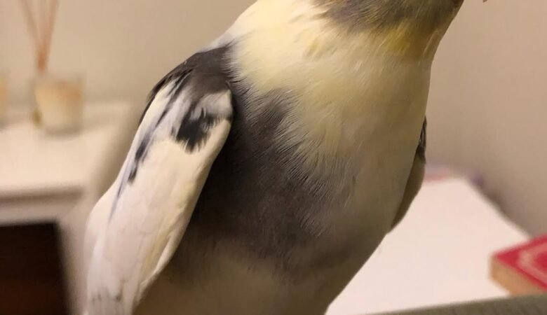 Cockatiel birds for sale in Alaska