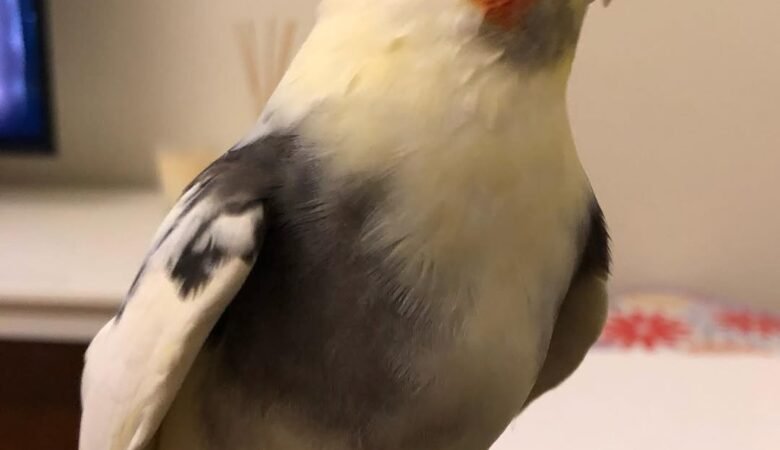 Cockatiel birds for sale in Arizona