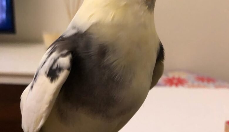 Cockatiel birds for sale in Arkansas