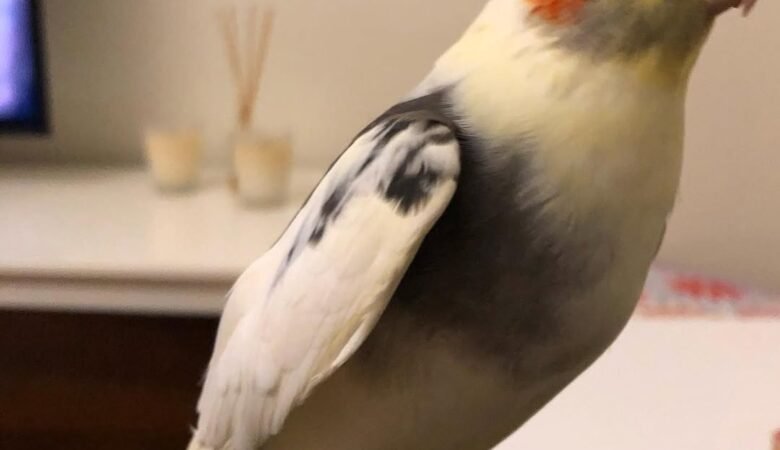 Cockatiel birds for sale in California