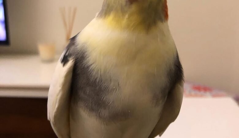 Cockatiel birds for sale in Colorado