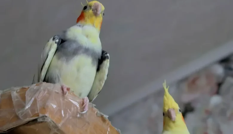 Cockatiel birds for sale in Connecticut