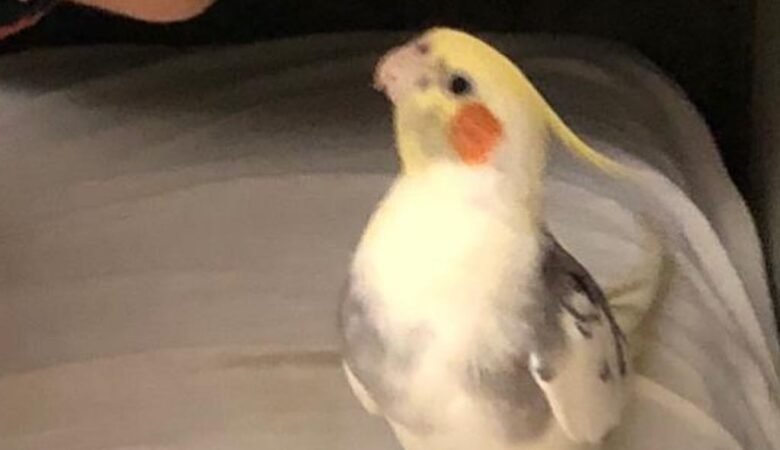 Cockatiels for Sale in Arkansas