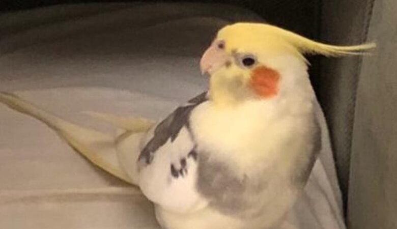 Cockatiels for Sale in California