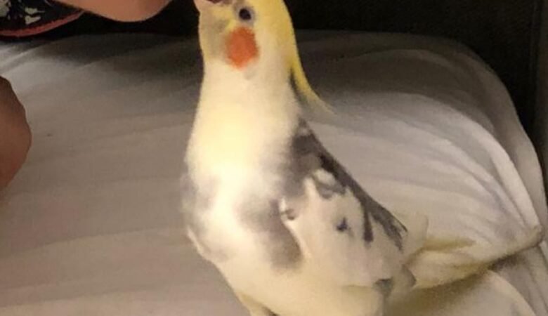 Cockatiels for Sale in Colorado