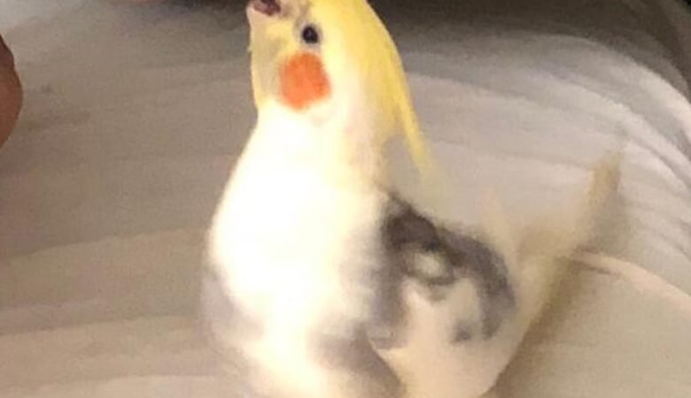 Cockatiels for Sale in Connecticut